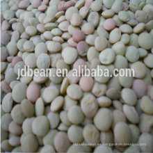 alta quanlity nueva cosecha Dry Green Lentils